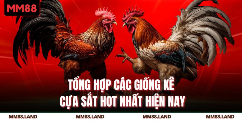 Tổng hợp các giống kê cựa sắt hot nhất hiện nay